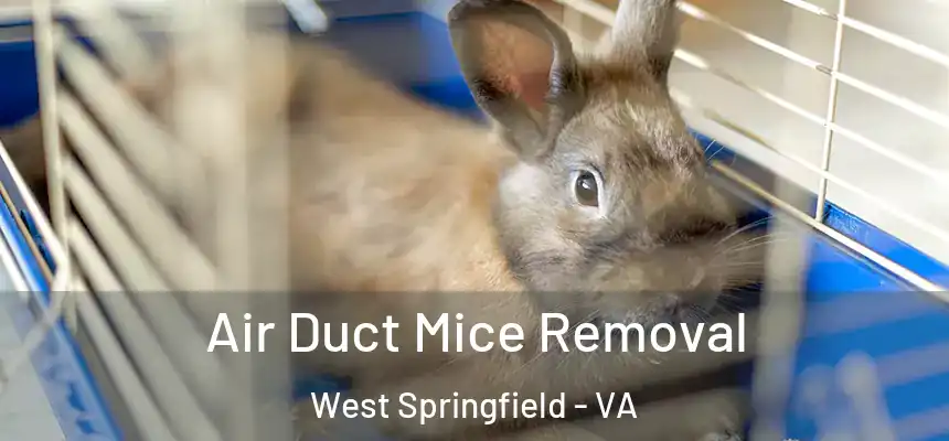 Air Duct Mice Removal West Springfield - VA